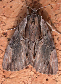 Ultronia Underwing